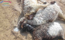 صاعقه مرگباری که جان چوپان و 100 گوسفندش را گرفت+ عکس