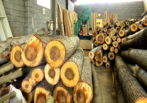 ۷۰ درصد بازار چوب ایران در اختیار محصولات خارجی 