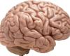 آیا سایز مغز در هوش تأثیر دارد؟