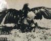 |تصاویر| شکار یک پسربچه‌ توسط عقاب 