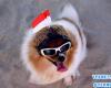 |عکس| سگ خوش‌تیپ در یک مراسم رژه 