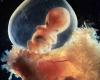 24 مرحله رشد جنین انسان ابتدا تا انتها +عکس