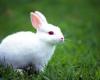 توپول ترين خرگوش جهان / به نظرتون اين خرگوش است يا برّه + عكس