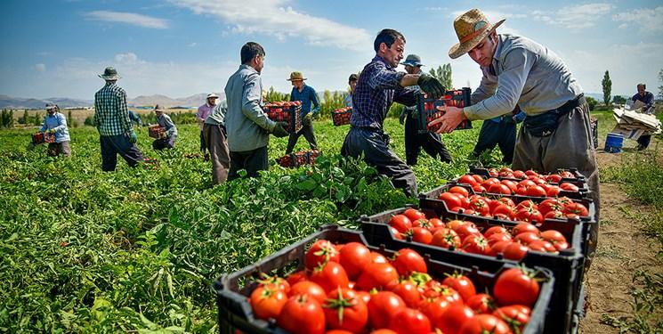 واردات گوجه فرنگی و پیاز پاکستان از ایران 