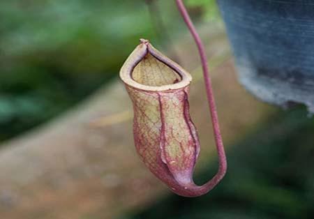 عجیب ترین گیاهان دنیا (تصاویر)