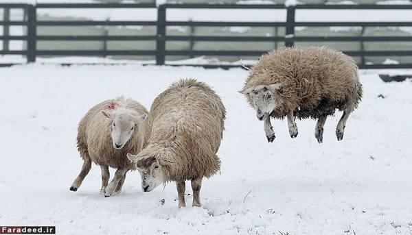 برف‌ بازی گوسفندها (عکس)