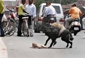  کشتن ۱۲۰۰ سگ ولگرد در اردبیل !