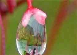تصاويري زيبا از حباب و قطرات باران یخ‌زده در طبیعت+تصاویر