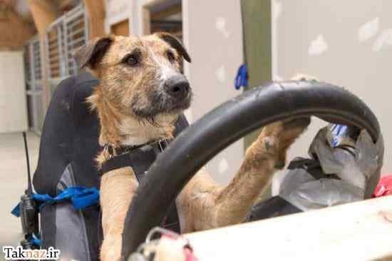 آموزشگاه رانندگی به سگ‌ها (+عکس) 