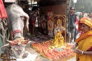 گاو مقدس در هند! + تصاویر