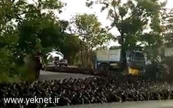 حمله اردک ها به یک خودرو/تصاویر
