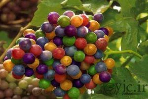 تا حالا انگور رنگین کمانی ديديد؟ /عكس