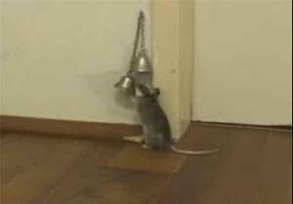 عكس/ با ادب ترین موش دنيا