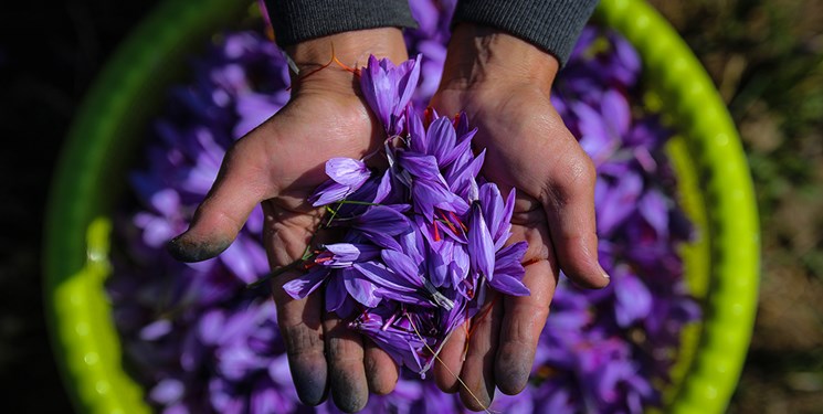 بزرگ‌ترین مزرعه زعفران کشور در استان سمنان احداث می‌شود. 