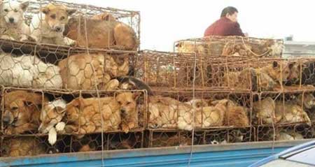 سگ‌کشی هولناک در چین (تصاویر)