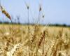 خودکفایی عراق در تولید گندم در سومین سال پیاپی