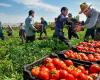 واردات گوجه فرنگی و پیاز پاکستان از ایران 