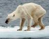 (عکس) تکان‌دهنده ترین تصویر از یک خرس قطبی
