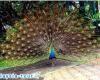 تصاویری زیبا از باغ پرندگان کوالالامپور