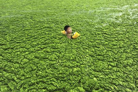 شنا در جلبک‌های سبز چینی (تصاویر)