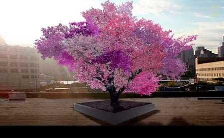 درخت 40 میوه به شکوفه نشست (تصاویر)