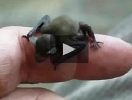 کوچک ترین حیوانات جهان (فیلم)
