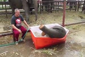 آب بازی بامزه یک بچه فیل (فیلم)