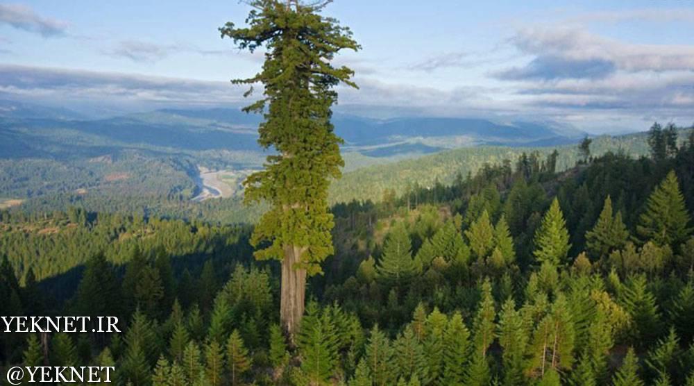 |عکس| بلندترین درخت روی زمین 
