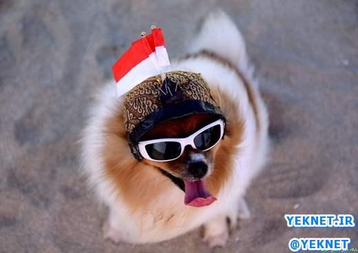 |عکس| سگ خوش‌تیپ در یک مراسم رژه 