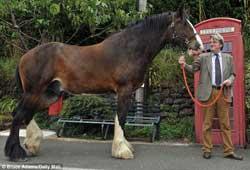 اسبی که 3 متر قد دارد + تصاویر 