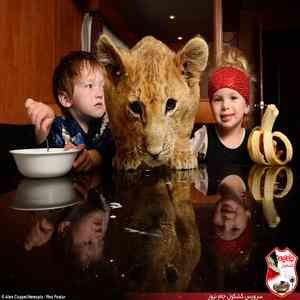 پسر بچه ای که با شیر 3 ساله صبحانه می خورد! + عکس