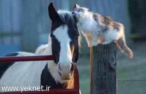 به اين ميگن عشق / عشق عجيب گربه و اسب +عکس