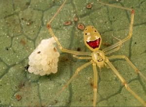 (تصاویر) عجیب‌ترین عنکبوت‌های جهان