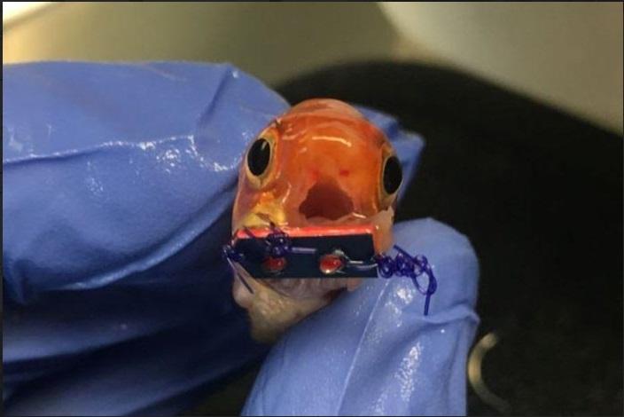 (عکس) این ماهی قرمز زیر تیغ جراحی رفت