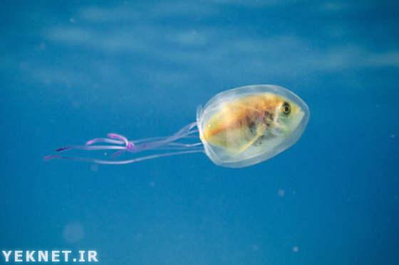 |عکس| ماهی بدشانس در شکم عروس دریایی