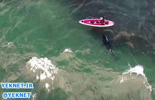 |تصاویر| شنا کردن مرد شجاع با نهنگ‌های قاتل