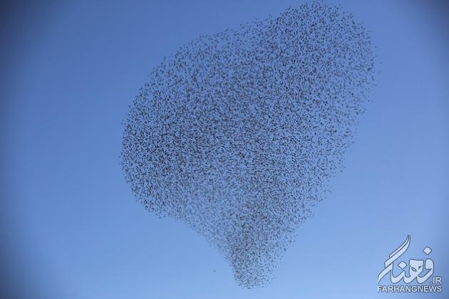 (تصاویر) هنر شگفت انگیز پرندگان در آسمان