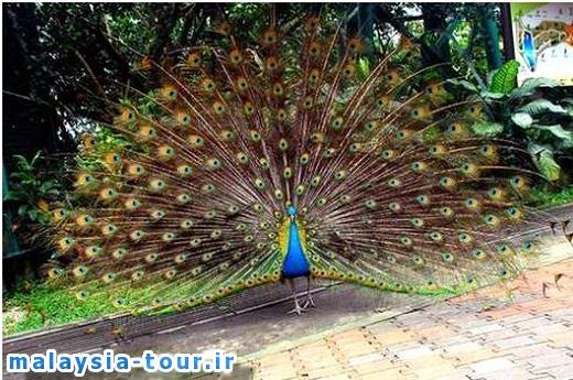 تصاویری زیبا از باغ پرندگان کوالالامپور