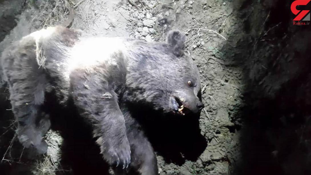 قتل بی رحمانه خرس قهوه ای به خاطر خوردن انگور +عکس